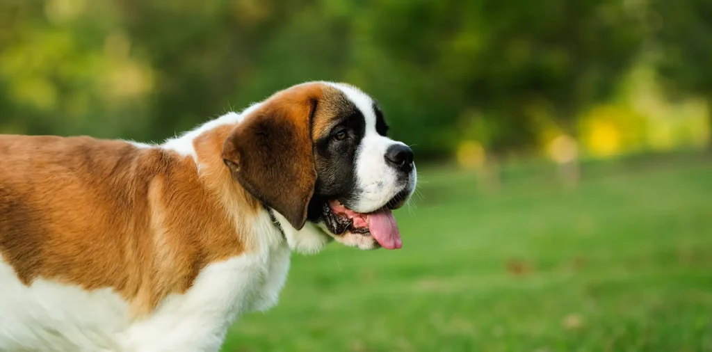 Saint bernard profile view blurred natural background