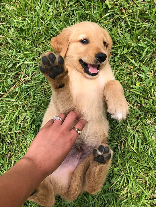 cute golden retriever puppy lying on its back on a grassy surface.