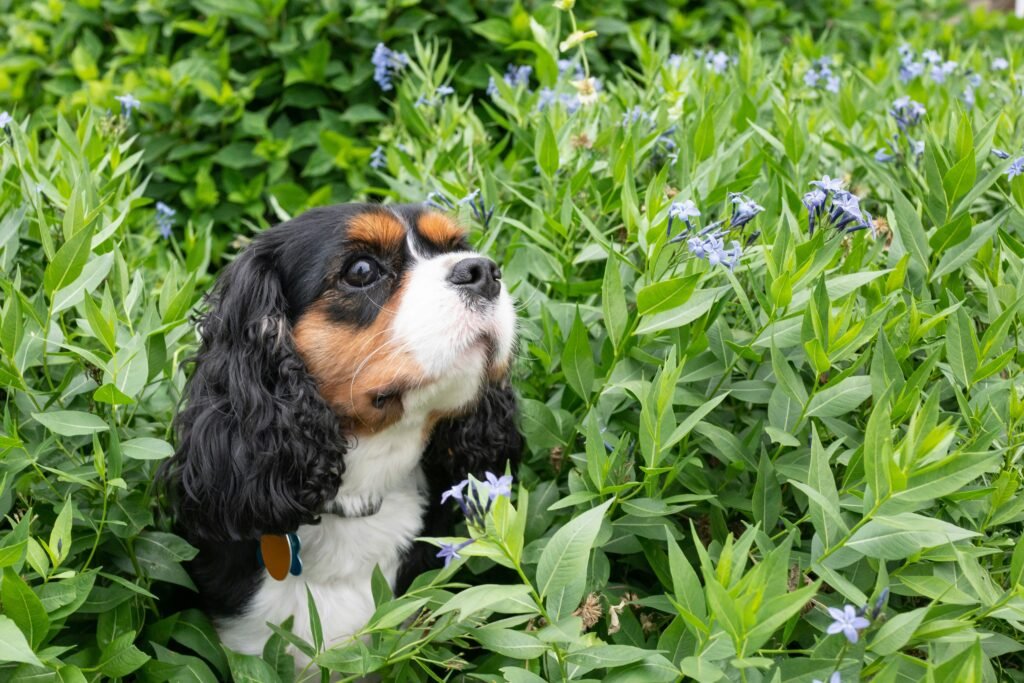 bee sting in dogs. Cavalier King Charles Spaniel in the garden with flowers