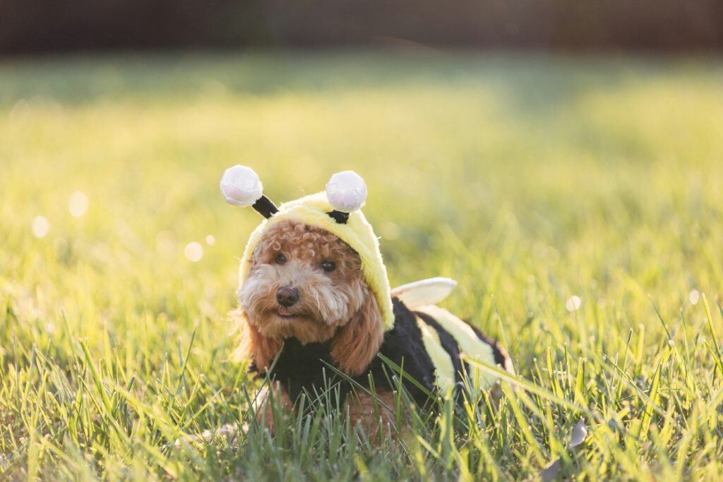 bee sting in dogs. Goldendoodle in bee costume.