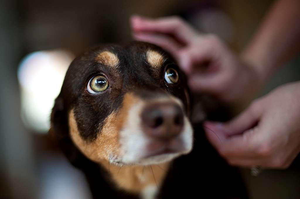 Tick Bite in Dogs